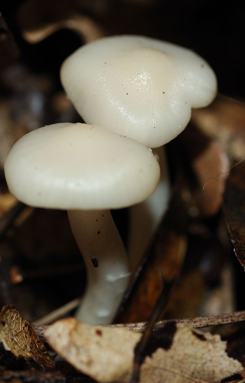 Camarophyllus (=Hygrocybe) virgineus