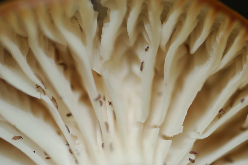 Camarophyllus (=Hygrocybe) virgineus