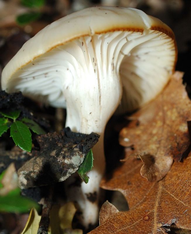 Camarophyllus (=Hygrocybe) virgineus