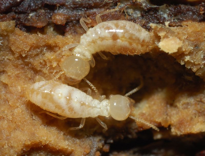 Reticulitermes lucifugus