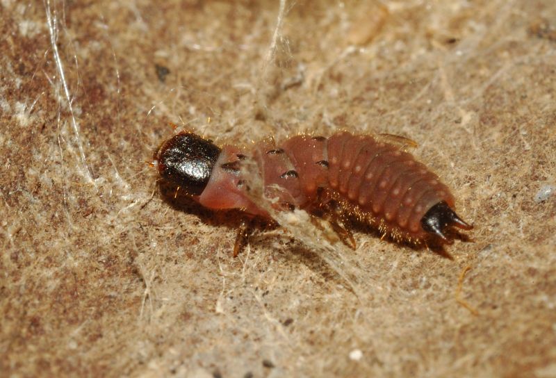 Larva di Malachiidae