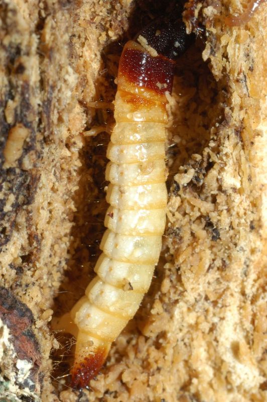 Larva di?