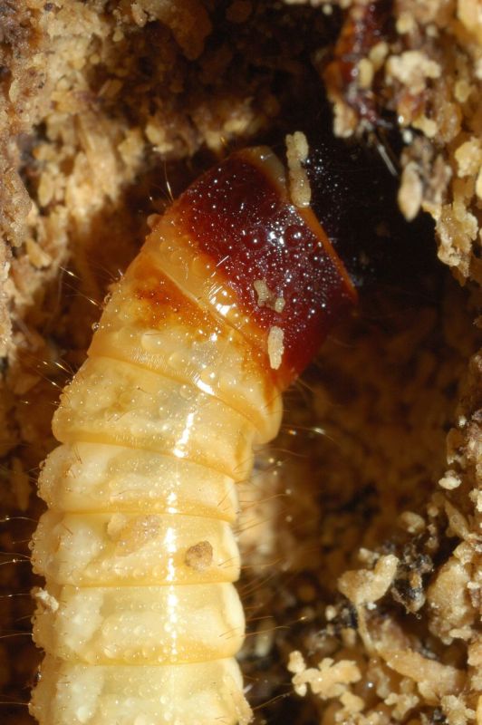 Larva di?