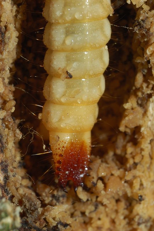 Larva di?