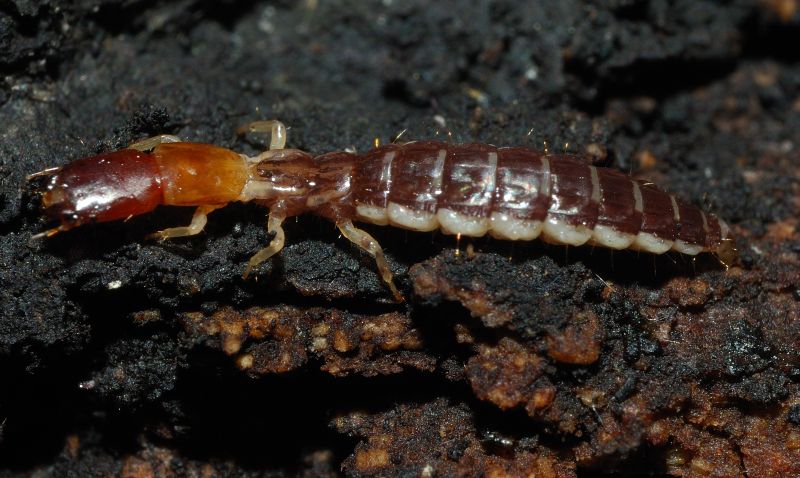 Larva di  Parainocellia bicolor