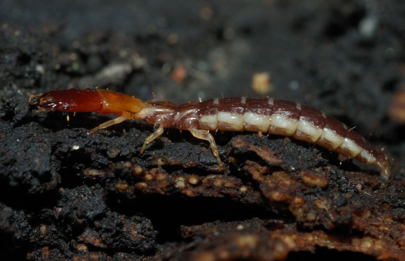 Larva di  Parainocellia bicolor