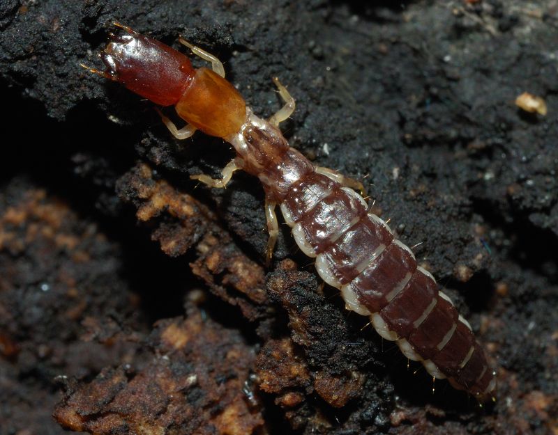 Larva di  Parainocellia bicolor