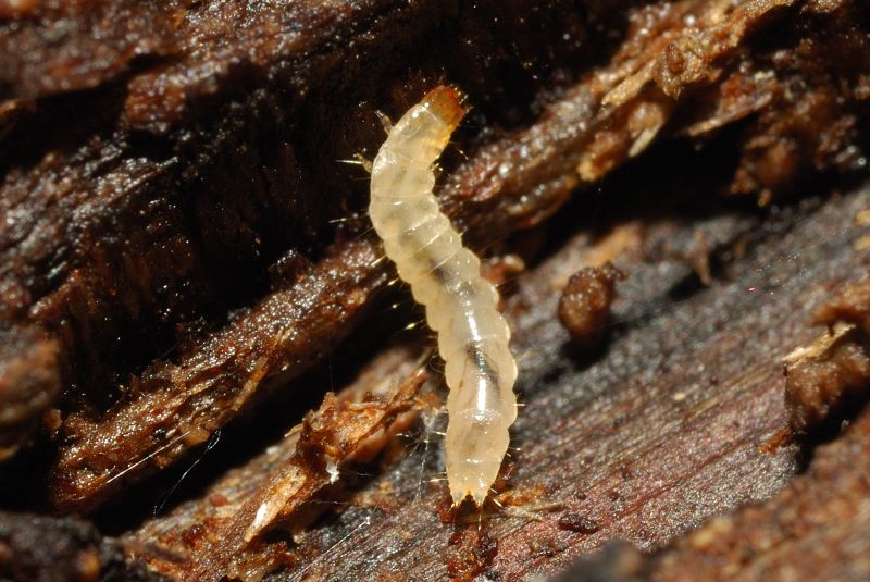Piccola larva
