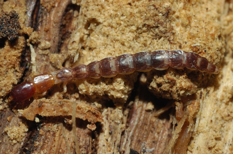 Larva di  Parainocellia bicolor