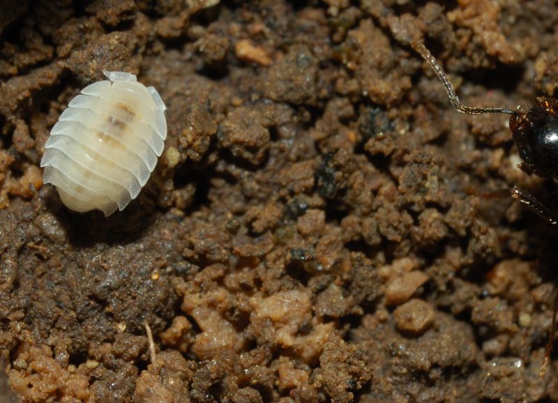 Isopode tra formich:Platyarthrus hoffmannseggii