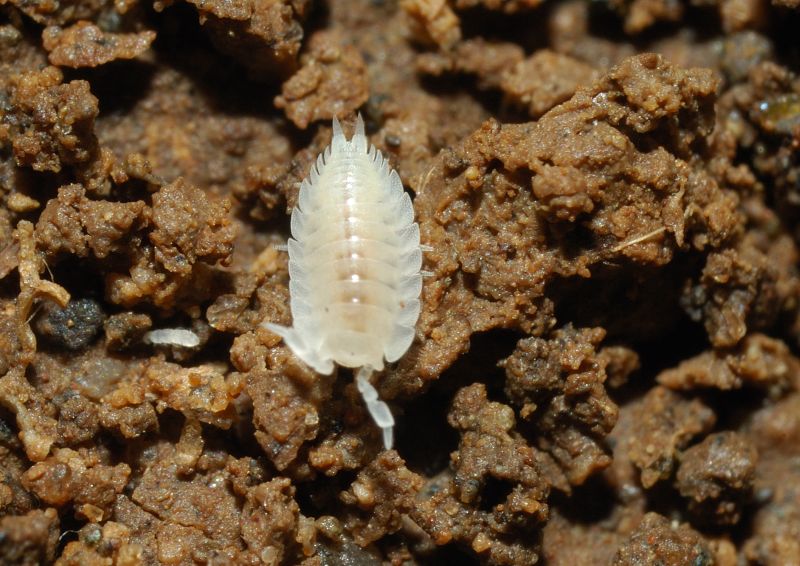 Isopode tra formich:Platyarthrus hoffmannseggii