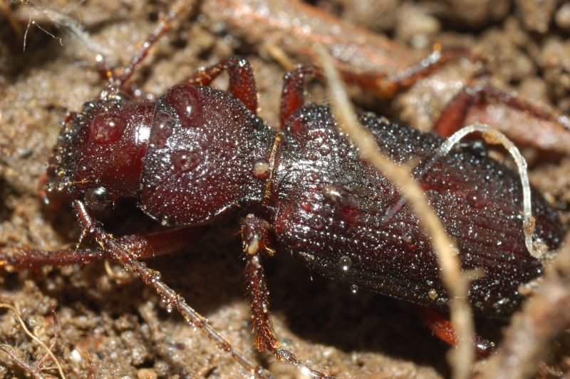 Carabide: Carterus calydonius