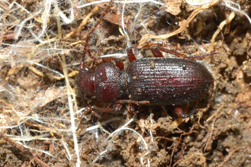 Carabide: Carterus calydonius