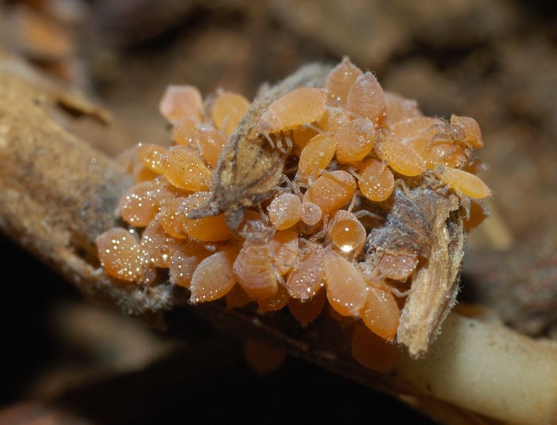 Afidi radicicoli gialli presso formiche Pheidole