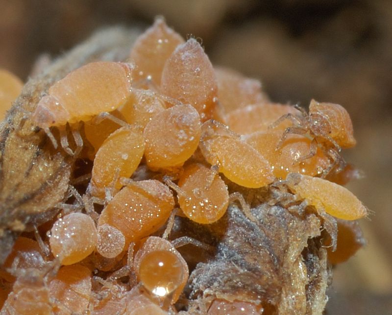 Afidi radicicoli gialli presso formiche Pheidole