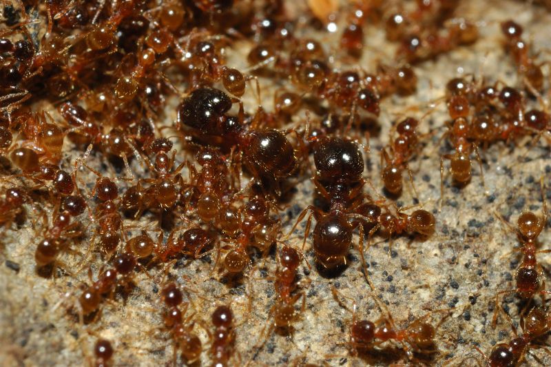 Afidi radicicoli gialli presso formiche Pheidole