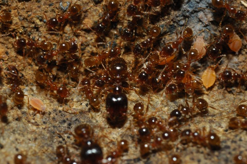 Afidi radicicoli gialli presso formiche Pheidole