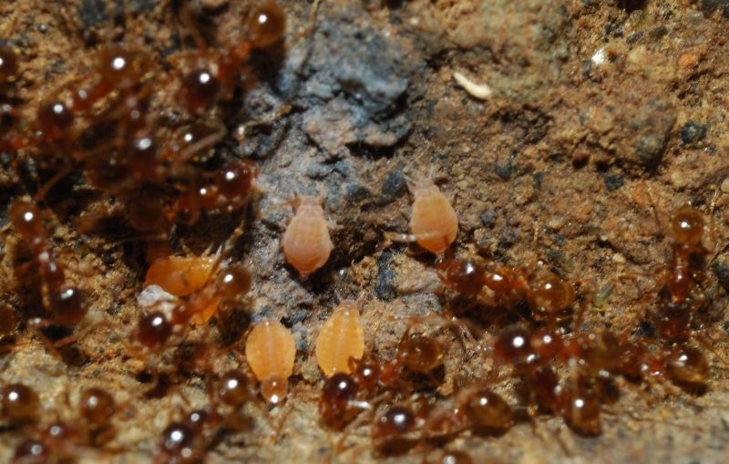 Afidi radicicoli gialli presso formiche Pheidole