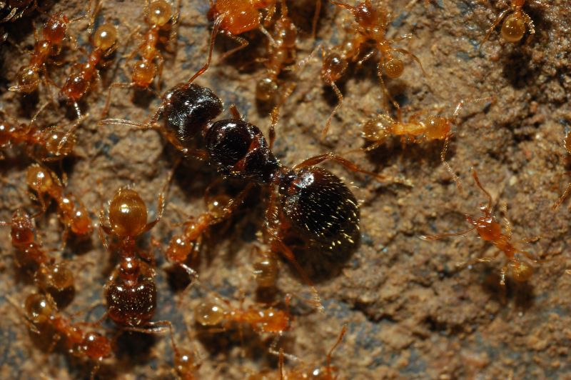 Afidi radicicoli gialli presso formiche Pheidole