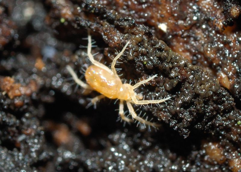 Acaro arancione: Rhagidiidae