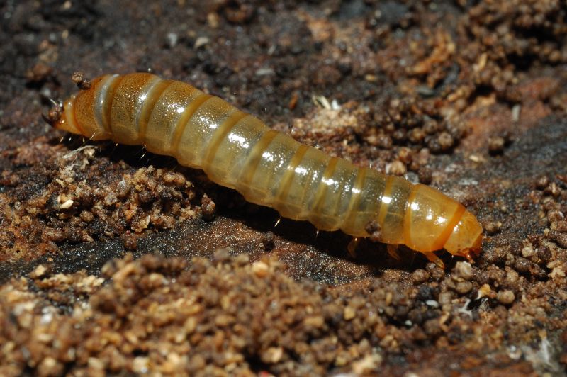 Larva di tenebrionidae: probabile Helops sp.