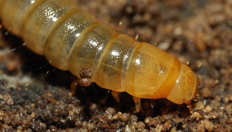 Larva di tenebrionidae: probabile Helops sp.