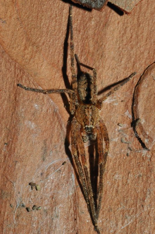 Zoropsis sp. sotto corteccia