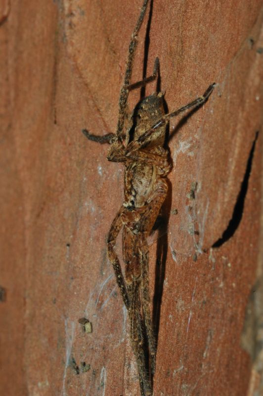 Zoropsis sp. sotto corteccia