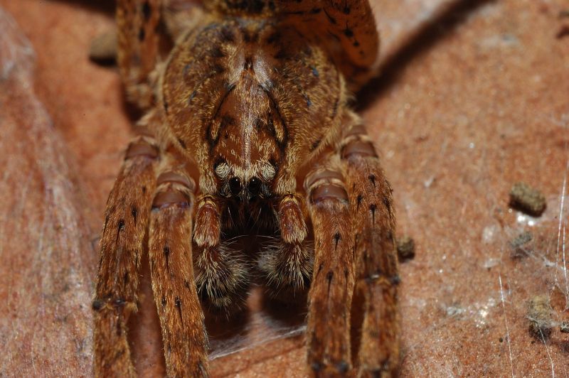 Zoropsis sp. sotto corteccia