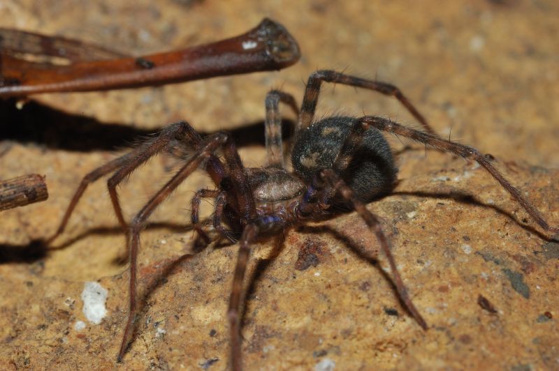 Agelenidae, cf. Malthonica sp.