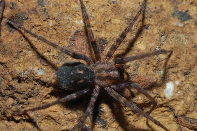Agelenidae, cf. Malthonica sp.