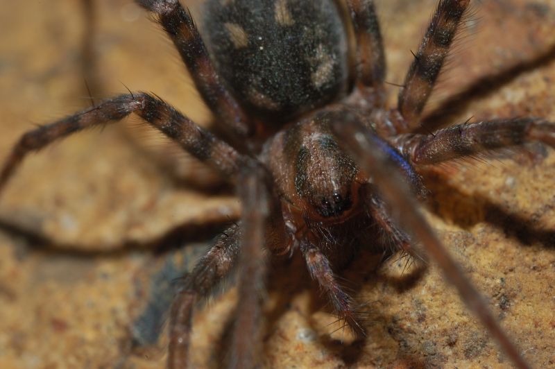 Agelenidae, cf. Malthonica sp.