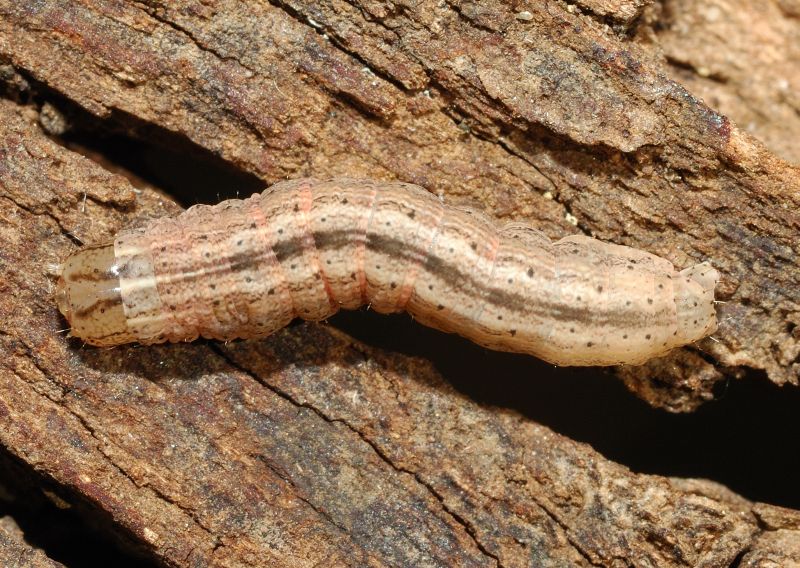 Noctuidae rosato