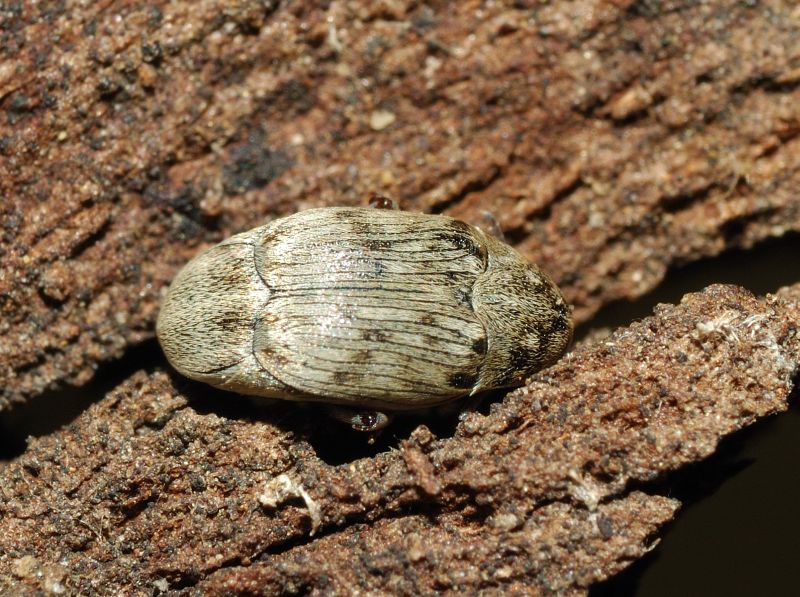 Araecerus fasciculatus? no,Chrysomelidae  Bruchinae