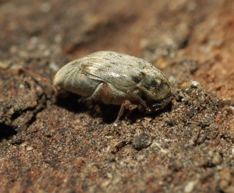 Araecerus fasciculatus? no,Chrysomelidae  Bruchinae