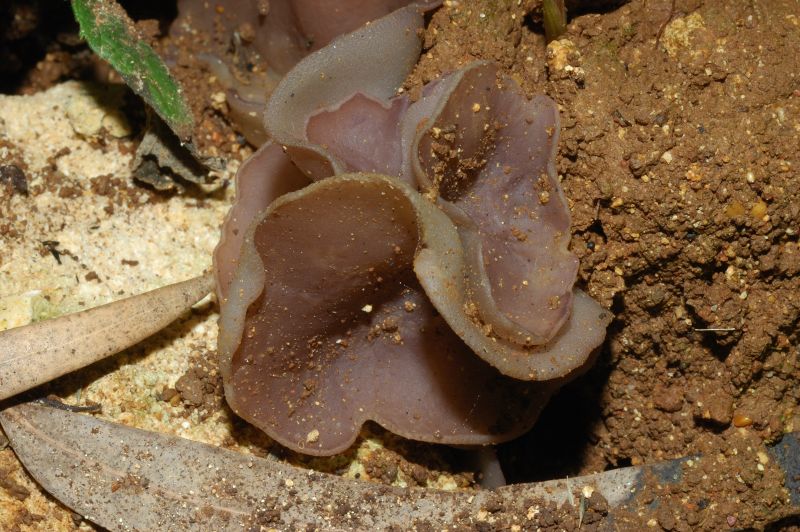 Peziza sp.