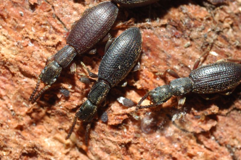 Stenosis sp.
