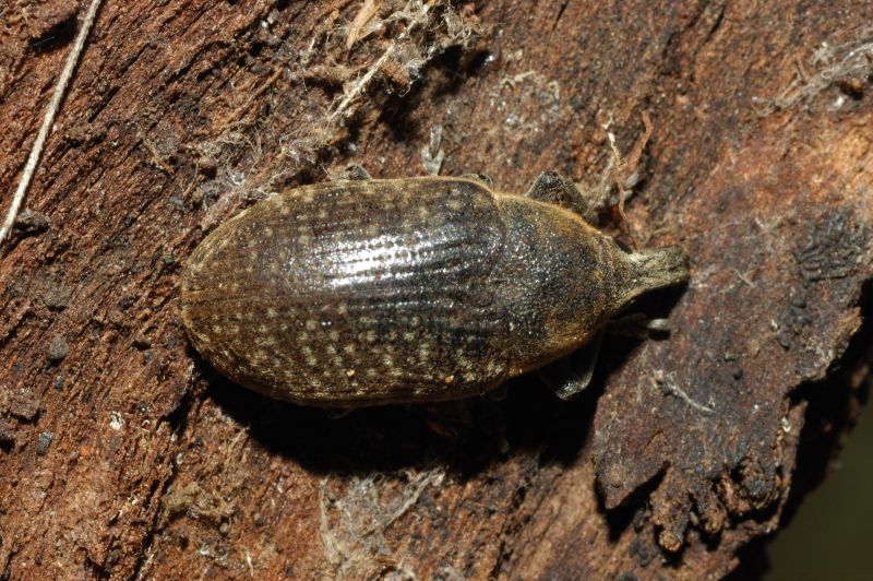 Larinus sp.