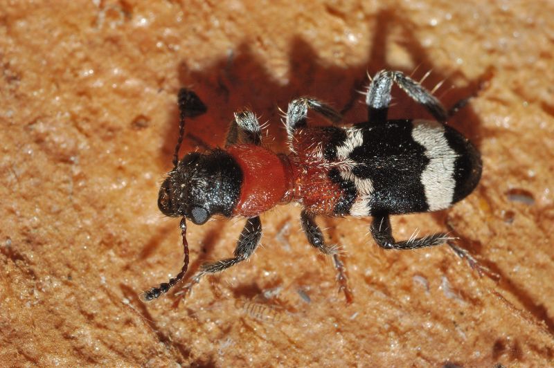 Thanasimus formicarius