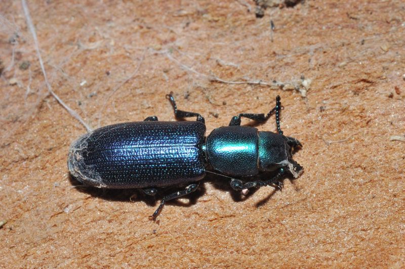 Bellissimo coleottero: Temnochila caerulea