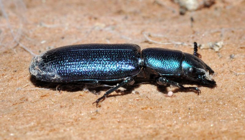 Bellissimo coleottero: Temnochila caerulea