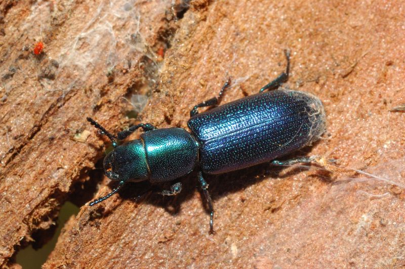 Bellissimo coleottero: Temnochila caerulea