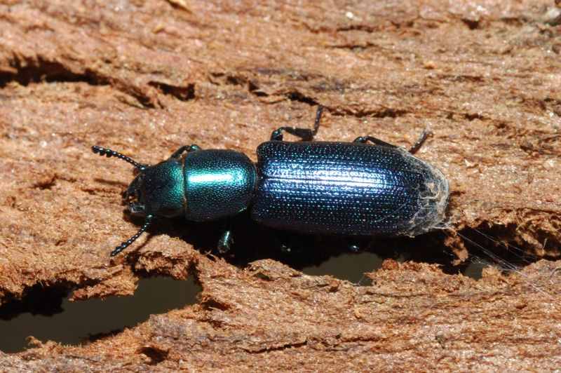 Bellissimo coleottero: Temnochila caerulea