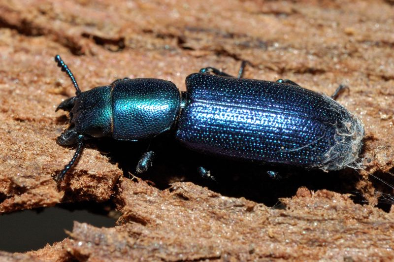 Bellissimo coleottero: Temnochila caerulea