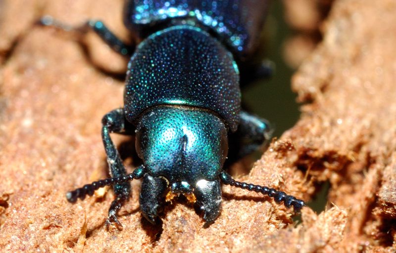 Bellissimo coleottero: Temnochila caerulea