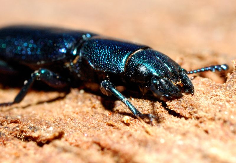 Bellissimo coleottero: Temnochila caerulea