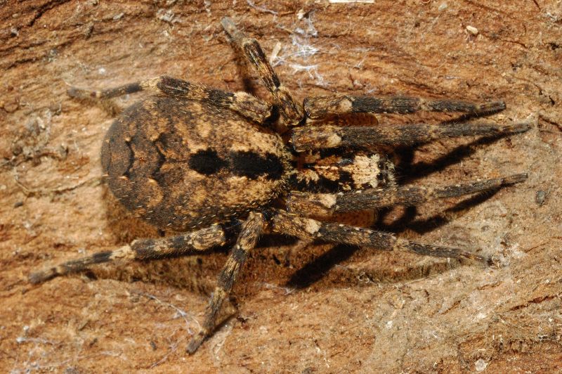 Zoropsis cf. spinimana