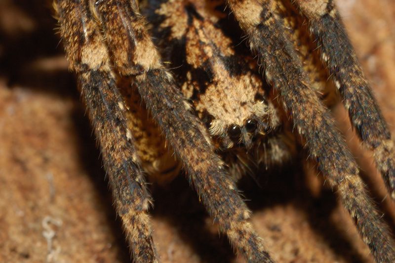 Zoropsis cf. spinimana