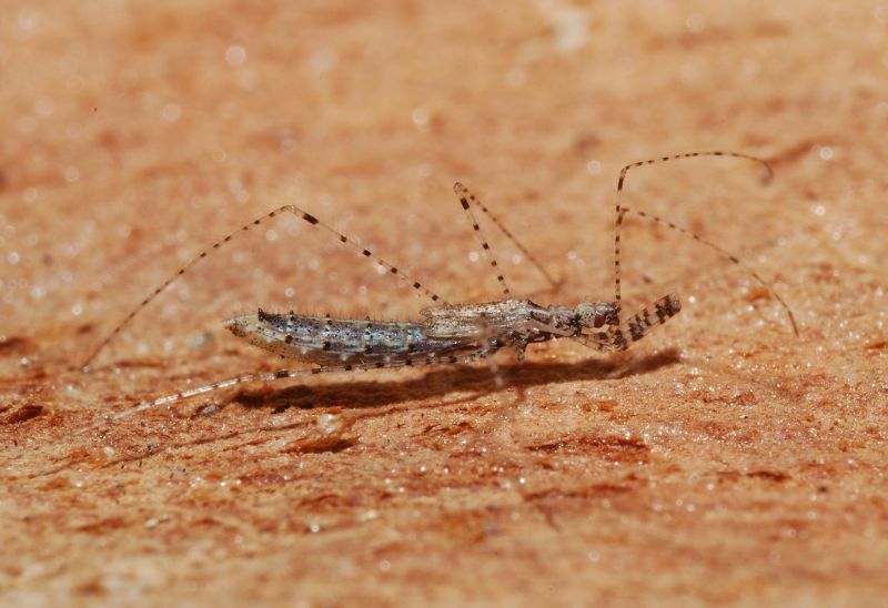 Reduviidae: Empicoris mediterraneus (cf) di Ostia (RM)