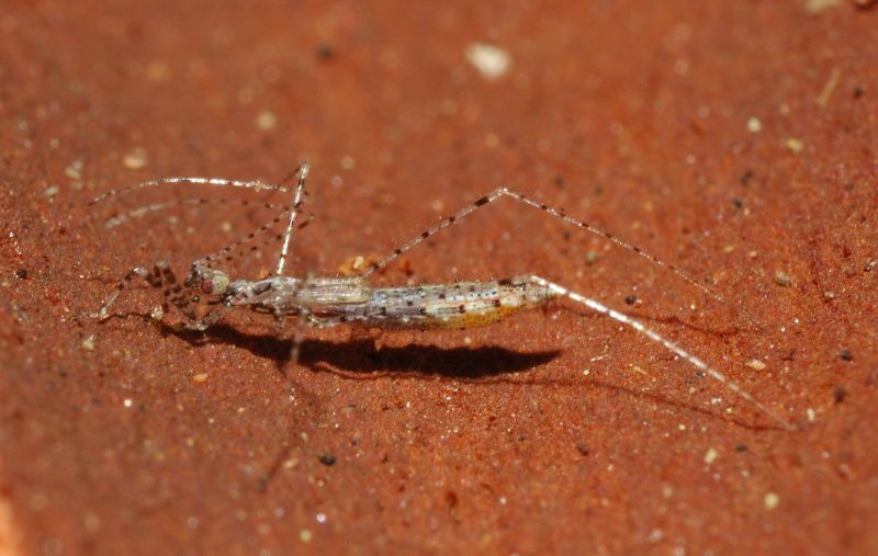 Reduviidae: Empicoris mediterraneus (cf) di Ostia (RM)